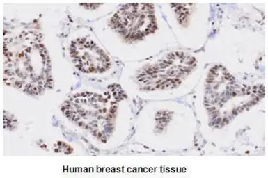 Anti-PPM1G antibody [k1G6] used in IHC (Paraffin sections) (IHC-P). GTX50041