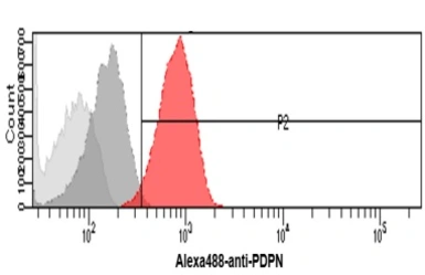 Anti-Podoplanin antibody [5E2] used in Flow cytometry (FCM). GTX50043
