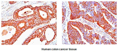 Anti-HSP60 antibody [2E4] used in IHC (Paraffin sections) (IHC-P). GTX50050
