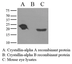 Anti-alpha A Crystallin antibody [c9F2] used in Western Blot (WB). GTX50077