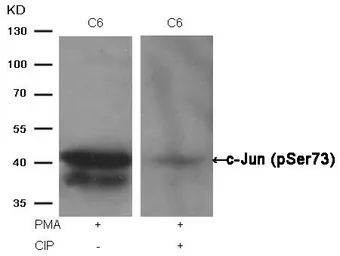 Anti-c-Jun (phospho Ser73) antibody used in Western Blot (WB). GTX50091