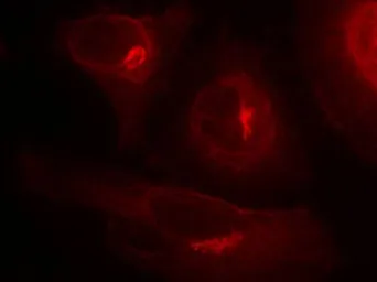 Anti-GSK3 alpha (phospho Ser21) antibody used in Immunocytochemistry/ Immunofluorescence (ICC/IF). GTX50095