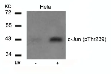 Anti-c-Jun (phospho Thr239) antibody used in Western Blot (WB). GTX50103
