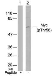 Anti-c-Myc (phospho Thr58) antibody used in Western Blot (WB). GTX50111