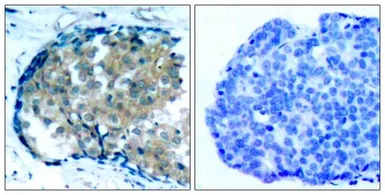 Anti-Ezrin (phospho Tyr354) antibody used in IHC (Paraffin sections) (IHC-P). GTX50135