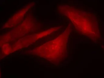 Anti-G3BP1 (phospho Ser232) antibody used in Immunocytochemistry/ Immunofluorescence (ICC/IF). GTX50149