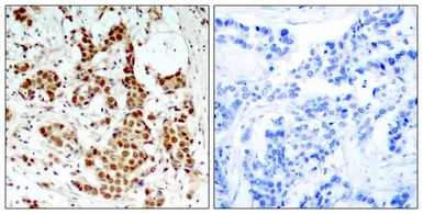 Anti-p90 RSK1 (phospho Thr359) antibody used in IHC (Paraffin sections) (IHC-P). GTX50169