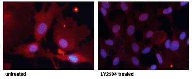 Anti-FOXO1 (phospho Ser256) antibody used in Immunocytochemistry/ Immunofluorescence (ICC/IF). GTX50179