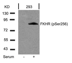 Anti-FOXO1 (phospho Ser256) antibody used in Western Blot (WB). GTX50179