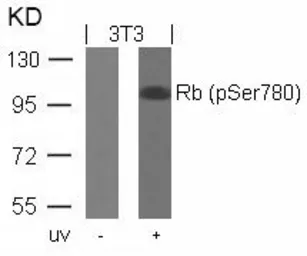 Anti-Rb (phospho Ser780) antibody used in Western Blot (WB). GTX50193
