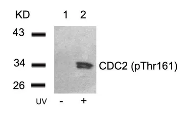 Anti-CDC2 (phospho Thr161) antibody used in Western Blot (WB). GTX50195