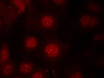 Anti-FOXO4 (phospho Ser197) antibody used in Immunocytochemistry/ Immunofluorescence (ICC/IF). GTX50197