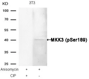 Anti-MEK3 (phospho Ser189) antibody used in Western Blot (WB). GTX50203