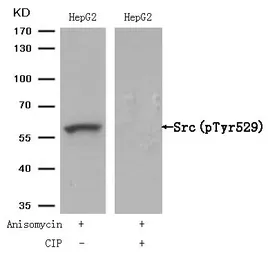 Anti-Src (phospho Tyr530) antibody used in Western Blot (WB). GTX50210