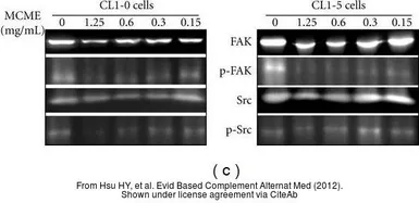 Anti-Src (phospho Tyr530) antibody used in Western Blot (WB). GTX50210