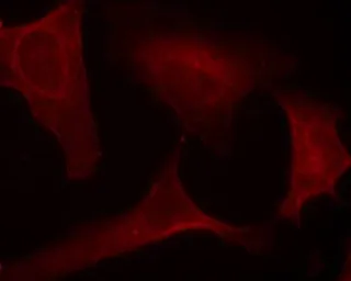 Anti-MEK1 (phospho Ser221) antibody used in Immunocytochemistry/ Immunofluorescence (ICC/IF). GTX50216
