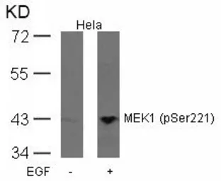 Anti-MEK1 (phospho Ser221) antibody used in Western Blot (WB). GTX50216