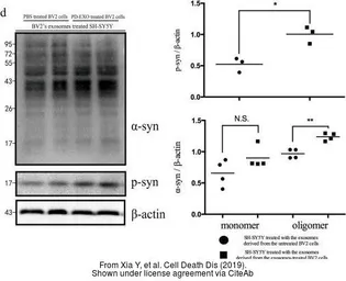 Anti-alpha Synuclein (phospho Ser129) antibody used in Western Blot (WB). GTX50222