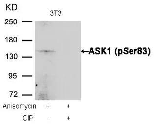 Anti-ASK1 (phospho Ser83) antibody used in Western Blot (WB). GTX50228