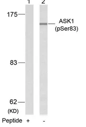 Anti-ASK1 (phospho Ser83) antibody used in Western Blot (WB). GTX50228