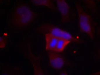 Anti-DARPP-32 (phospho Thr75) antibody used in Immunocytochemistry/ Immunofluorescence (ICC/IF). GTX50232