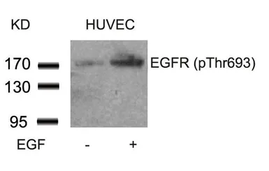 Anti-EGFR (phospho Thr669) antibody used in Western Blot (WB). GTX50234