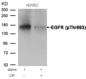 Anti-EGFR (phospho Thr669) antibody used in Western Blot (WB). GTX50234