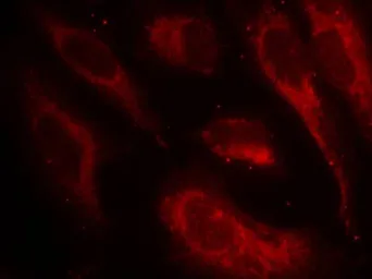 Anti-HSF1 (phospho Ser307) antibody used in Immunocytochemistry/ Immunofluorescence (ICC/IF). GTX50239