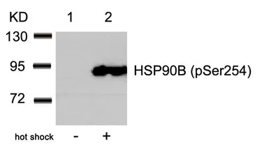 Anti-Hsp90 beta (phospho Ser254) antibody used in Western Blot (WB). GTX50240
