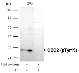 Anti-CDC2 (phospho Tyr15) antibody used in Western Blot (WB). GTX50273