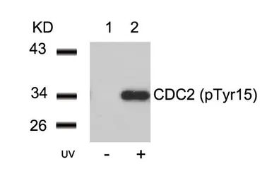 Anti-CDC2 (phospho Tyr15) antibody used in Western Blot (WB). GTX50273