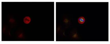 Anti-ERK1 (phospho Tyr204) + ERK2 (phospho Tyr187) antibody used in Immunocytochemistry/ Immunofluorescence (ICC/IF). GTX50275