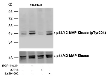 Anti-ERK1 (phospho Tyr204) + ERK2 (phospho Tyr187) antibody used in Western Blot (WB). GTX50275
