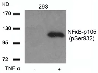 Anti-NFkB p105 (phospho Ser932) antibody used in Western Blot (WB). GTX50279