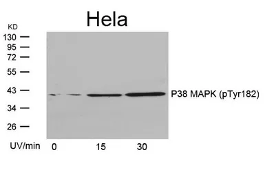Anti-p38 MAPK (phospho Tyr182) antibody used in Western Blot (WB). GTX50281