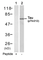 Anti-Tau (phospho Thr212) antibody used in Western Blot (WB). GTX50285