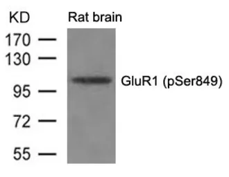 Anti-GluR1 (phospho Ser831) antibody used in Western Blot (WB). GTX50287