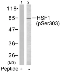 Anti-HSF1 (phospho Ser303) antibody used in Western Blot (WB). GTX50288