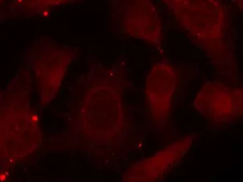 Anti-Merlin (phospho Ser518) antibody used in Immunocytochemistry/ Immunofluorescence (ICC/IF). GTX50291