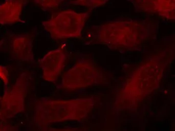 Anti-DOK2 (phospho Tyr299) antibody used in Immunocytochemistry/ Immunofluorescence (ICC/IF). GTX50299