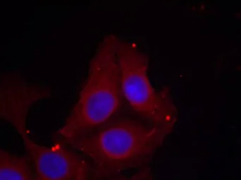 Anti-GAP43 (phospho Ser41) antibody used in Immunocytochemistry/ Immunofluorescence (ICC/IF). GTX50302