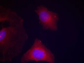 Anti-GSK3 alpha (phospho Tyr279) + GSK3 beta (phospho Tyr216) antibody used in Immunocytochemistry/ Immunofluorescence (ICC/IF). GTX50316