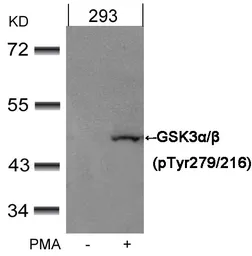 Anti-GSK3 alpha (phospho Tyr279) + GSK3 beta (phospho Tyr216) antibody used in Western Blot (WB). GTX50316