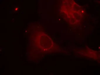 Anti-SHC1 (phospho Tyr239) antibody used in Immunocytochemistry/ Immunofluorescence (ICC/IF). GTX50325