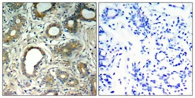 Anti-SHP2 (phospho Tyr580) antibody used in IHC (Paraffin sections) (IHC-P). GTX50329
