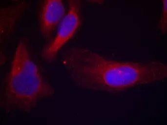 Anti-CBL (phospho Tyr700) antibody used in Immunocytochemistry/ Immunofluorescence (ICC/IF). GTX50356