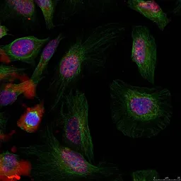 Anti-MDM2 (phospho Ser166) antibody used in Immunocytochemistry/ Immunofluorescence (ICC/IF). GTX50357