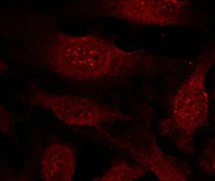 Anti-GSK3 beta antibody used in Immunocytochemistry/ Immunofluorescence (ICC/IF). GTX50363