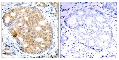 Anti-GSK3 beta antibody used in IHC (Paraffin sections) (IHC-P). GTX50363