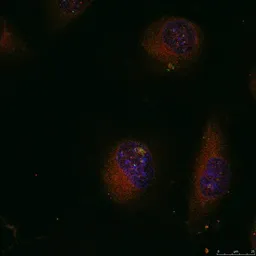 Anti-c-Jun antibody used in Immunocytochemistry/ Immunofluorescence (ICC/IF). GTX50381